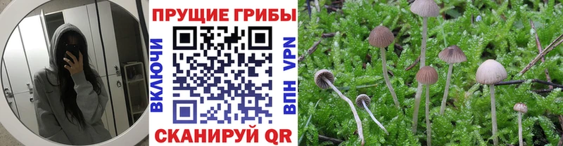 Купить  Звенигород  Галлюциногенные грибы мухоморы 